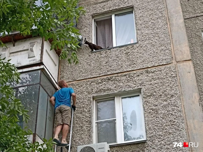 Соседи смастерили длинную лестницу, чтобы подняться к котенку | Источник: читатель 74.RU