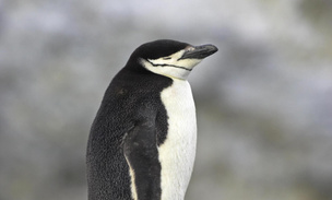 Как пингвины научились спать по 4 секунды и высыпаться? Важный секрет пернатых родителей