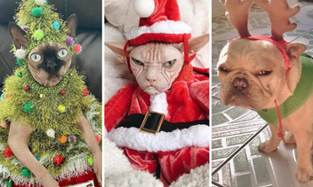 Снимите это немедленно: 20 домашних животных в ужасных новогодних костюмах — фото