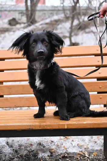 Но если привыкнет к человеку, становится ласковым и нежным | Источник: сайт «Авито»