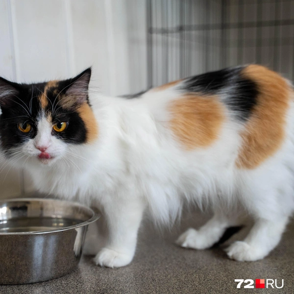 Источник: Илья Чикотин / 72.RU