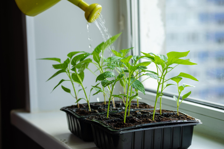 Выращиваем рассаду перца: пошаговая технология