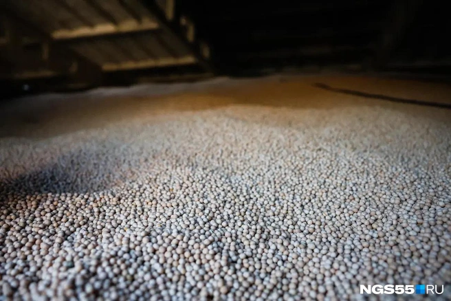 Раньше прибыль аграриям приносил горох, но и на него снизились цены | Источник: Евгений Софийчук / NGS55.RU 