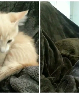 Реакция кота на котенка, которого хозяин только что принес домой (видео)