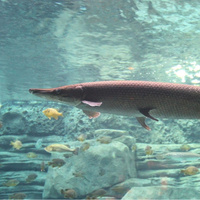 За 100 миллионов лет так и не эволюционировала: какая необычная рыба пережила даже динозавров?