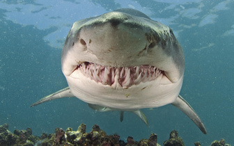 Ученые опознали нападавшую акулу по ДНК