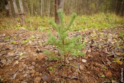 В Вологодской области запланировано восстановление более 76 тыс. га леса