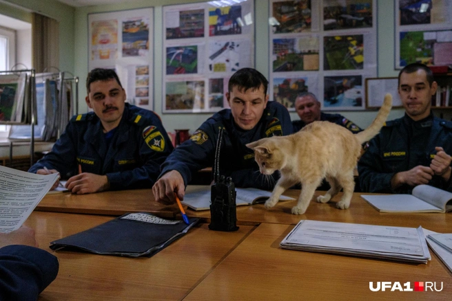 Мистер кот, подскажите… | Источник: Булат Салихов / UFA1.RU