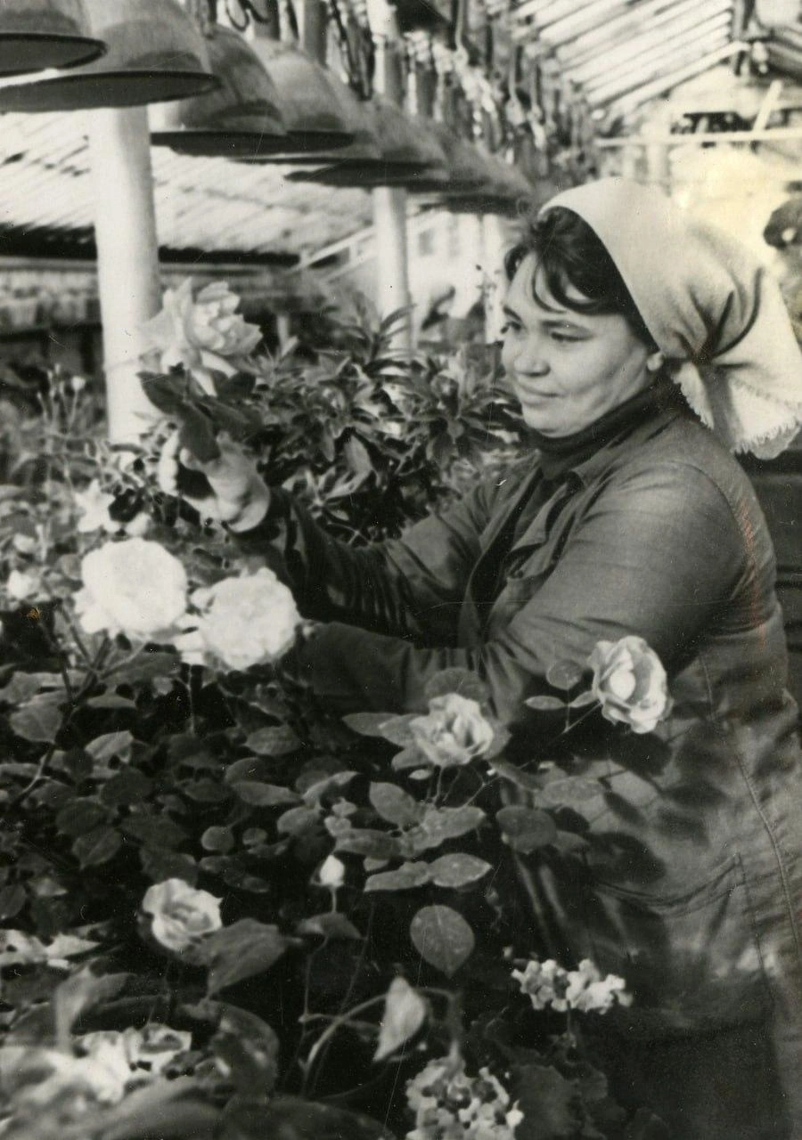 1970 год. Цветовод Тамара Зайкова ухаживает за цветами в оранжерее Челябинского трубопрокатного завода  | Источник: фонды ОГАЧО 