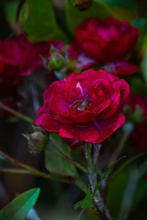 …как и красные лепестки | Источник: Алексей Сапицкий 