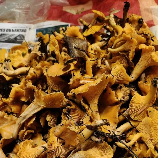 Источник: Алена Кострова / Грибы в Подмосковье 2025 / VK.com