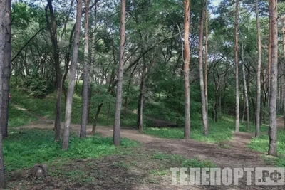 Активизация змей в Приамурье: что делать при встрече