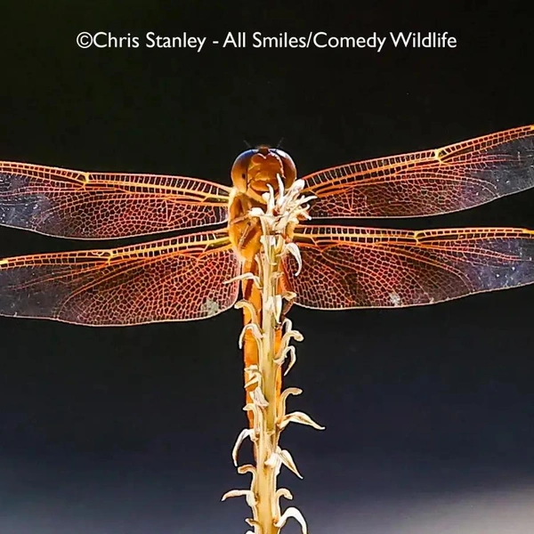 Источник: Nikon Comedy Wildlife Awards