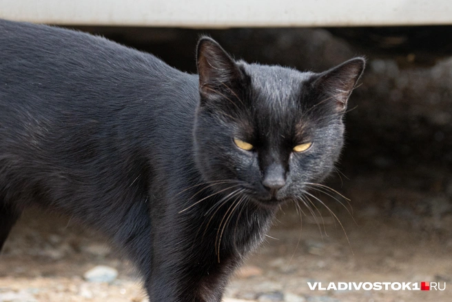 Источник: Елена Буйвол / VLADIVOSTOK1.RU