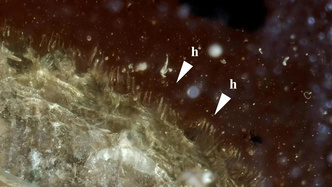 Зачем улитке шуба? Ученые нашли удивительного моллюска