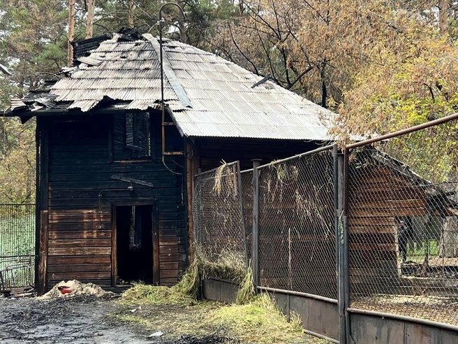 На площадке продолжают трудиться сотрудники зоопарка и волонтеры — убирают участок, где произошло возгорание | Источник: Анастасия Медведева / NGS.RU