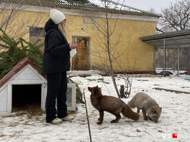 Лисички-сестрички облюбовали вольер в бывшей воинской части | Источник: Елизавета Ермоленко