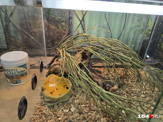 Здесь растут и мелкие ящерки | Источник: Семен Коротов-Майбах / 164.RU