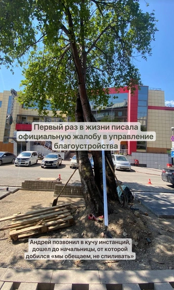 Люди просили сохранить деревья | Источник: Надежда Воскресенская / Telegram