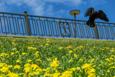 Засуха летом 2026? Прогноз для Красноярска от синоптиков