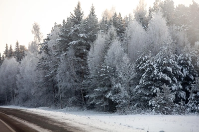 Расширение трассы Р-404 до Тобольска: планы и сроки