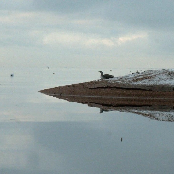 Источник: Каждой твари по паре