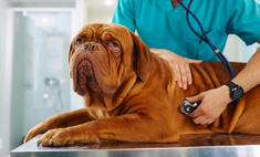 3 породы собак, которые внушают страх даже ветеринарам