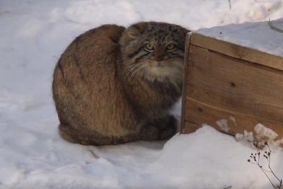 Манулы начинают худеть после зимы