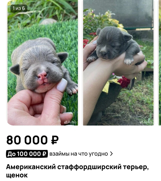Стафф за 80 тысяч рублей | Источник: «Авито»
