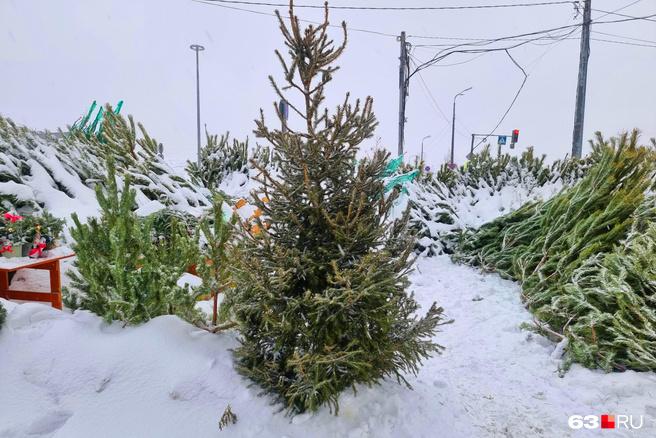 Успели купить? Когда в Самаре закроются елочные базары