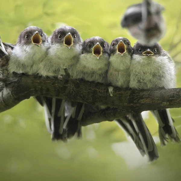 «Как один червяк на всех?!» | Источник: Giacomo Redaelli / Nature Photographer of the Year 2019