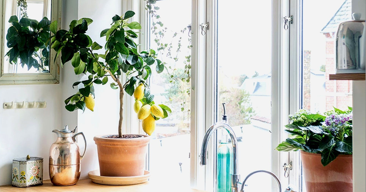 Как вырастить лимонное дерево в горшке: практические советы | myDecor