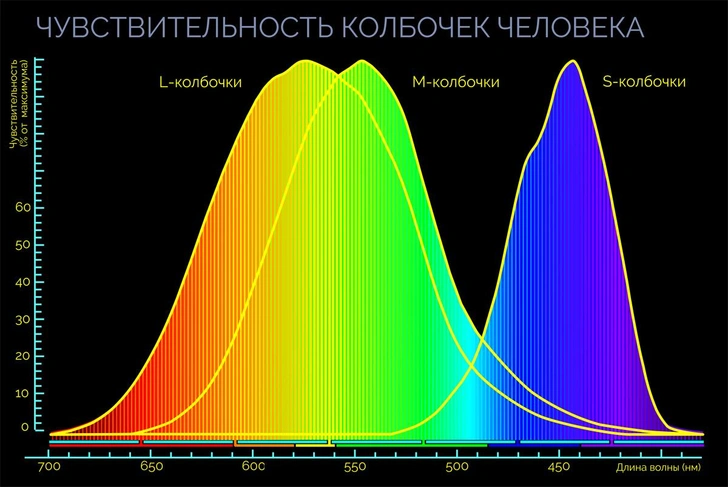 За гранью человеческого: как воспринимают мир существа, наделенные чувствами, которых лишены люди, — 6 удивительных примеров