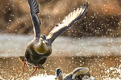 Утки-мандаринки и кряквы облюбовали Солёную протоку