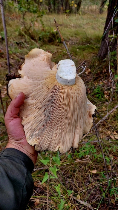 Источник: Вадим Чугунов