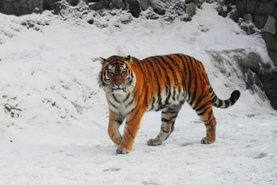 Тигр Амадей умер в Ленинградском зоопарке