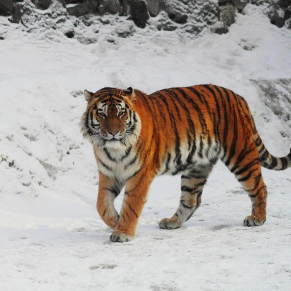 Источник: Телеграм-канал Ленинградского зоопарка