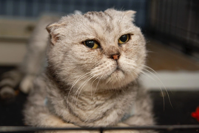 Аристократичная дама | Источник: Общественное движение помощи животным «Ковчег» / ВКонтакте