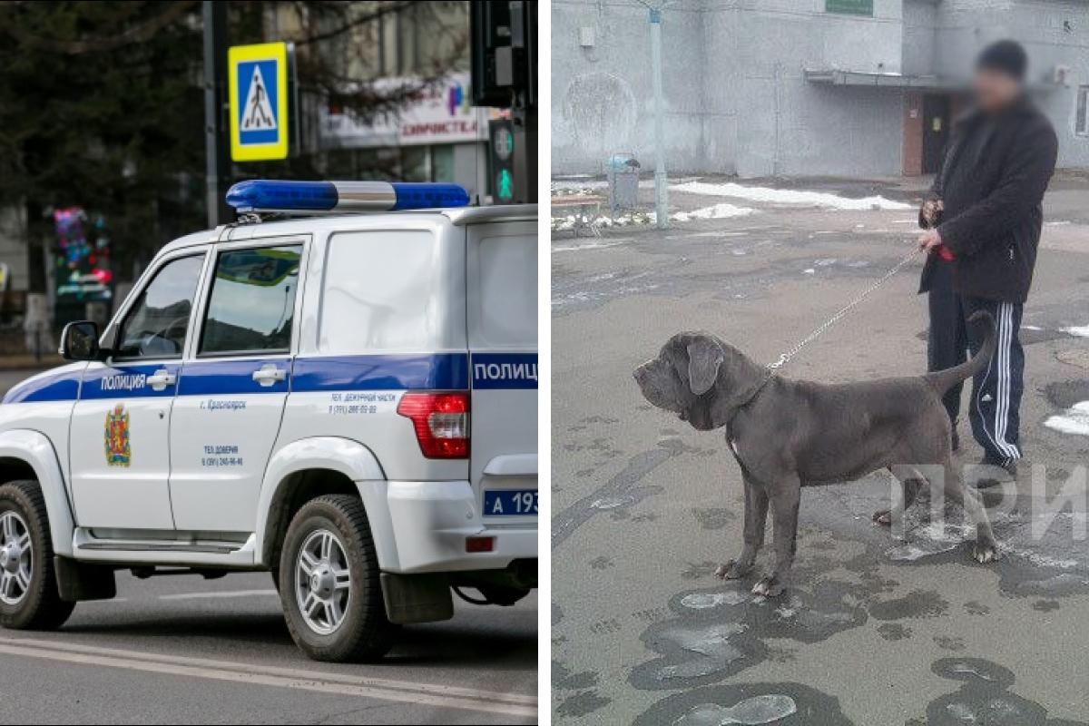 Мужчина зарубил собаку топором и заставил ребенка снимать это на камеру в  Курагино Красноярского края в 2022 г. - 16 сентября 2022 - НГС24.ру