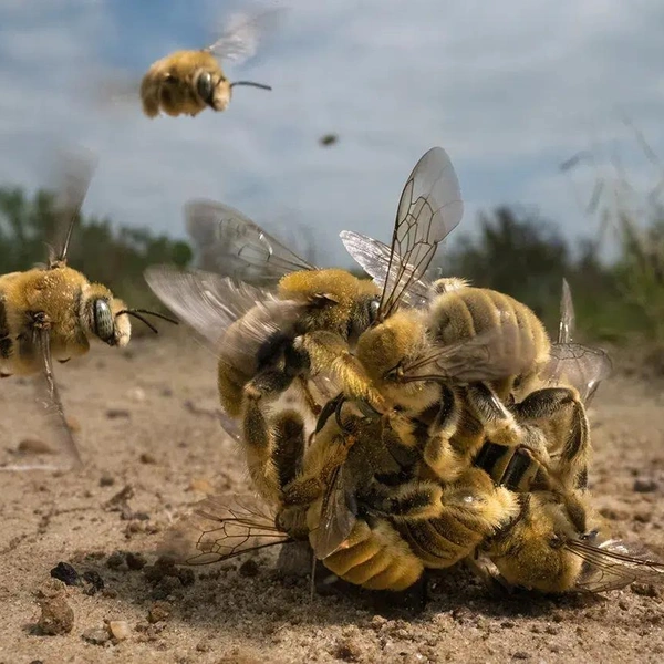 Источник: Wildlife Photographer of the Year