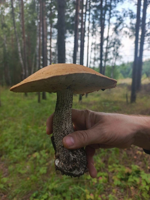 Смотрите, какой гигант! | Источник: читательница E1.RU Оксана