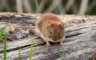 Коронавирус в сарае: что известно о новом штамме Гримсё, который переносят мыши