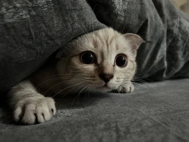 Ну и погода за окном! Надо прятаться в кровати | Источник: читатель 63.RU