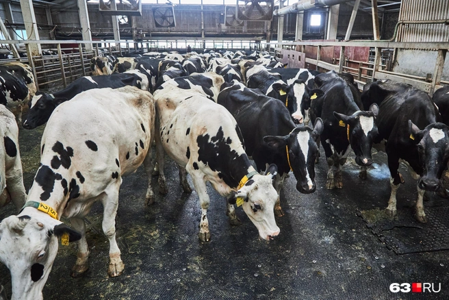 Источник: Роман Данилкин / 63.RU