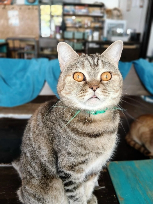 Вы только посмотрите в эти глазищи!  | Источник: Котейня «ЧуКОТка» | котокафе Самара