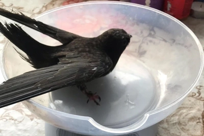 Omsk Volunteer Cares for Swift With Dislocated Wing