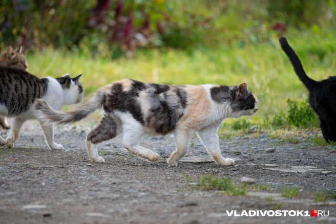 Кошек и котов тут немерено | Источник: Елена Буйвол / VLADIVOSTOK1.RU