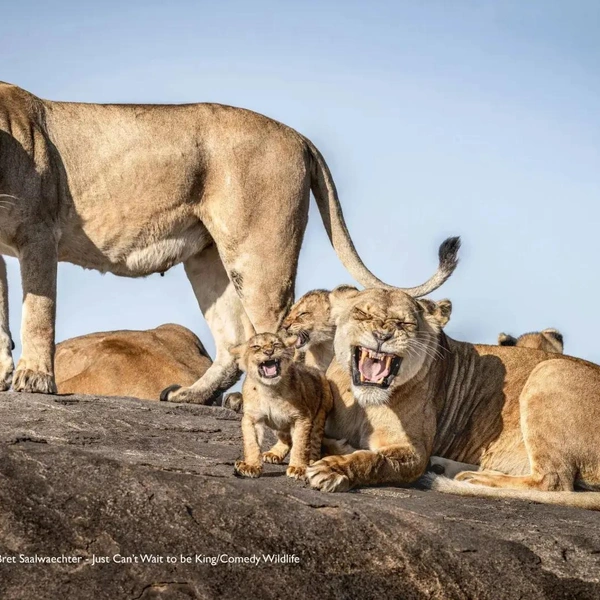 Источник: Nikon Comedy Wildlife Awards