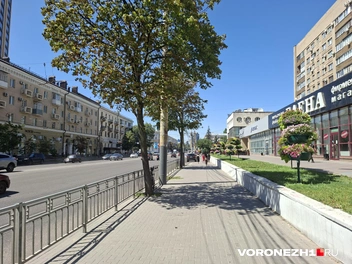 Деревьев на Плехановской не очень много, но они дают хоть какую-то тень | Источник: Алёна Воропаева / Voronezh1.ru