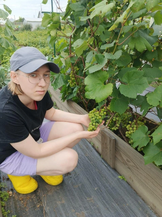Сейчас виноград набирает сахар | Источник: Марина Назарова / Telegram